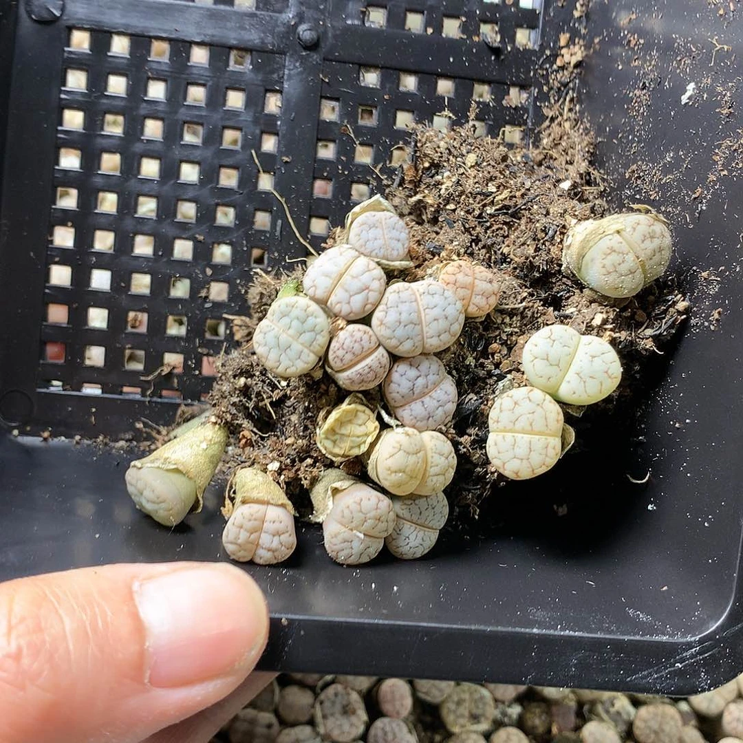 一**过G381多肉植物保护