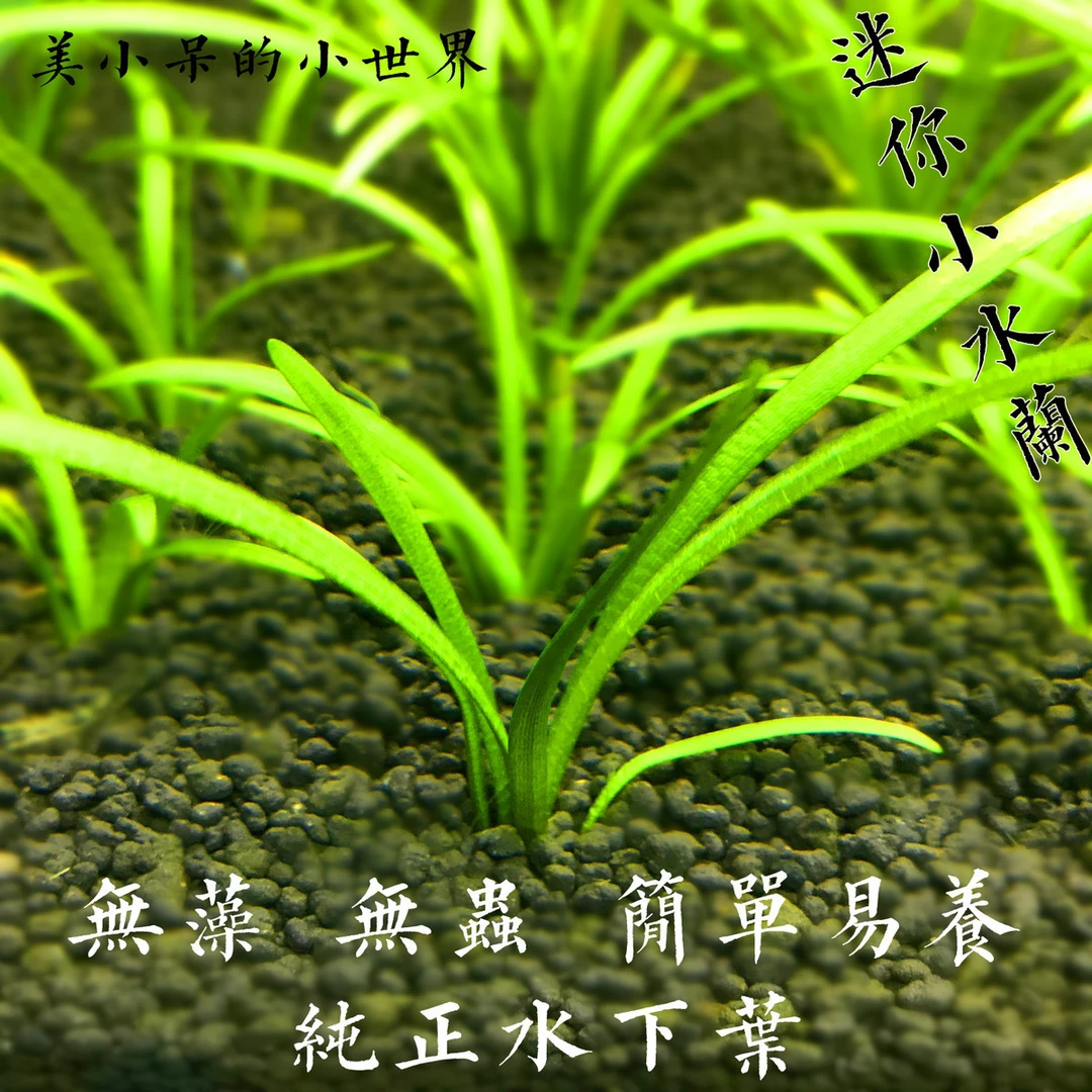 迷你小水兰前中景鱼缸草缸造景水草无需二氧化碳新手好养阴性水草
