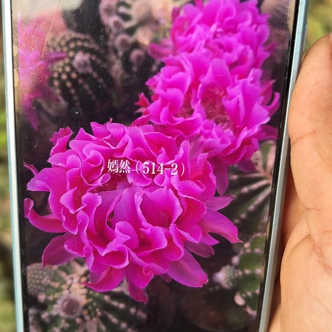 514-2嫣然无根侧牙四公分53