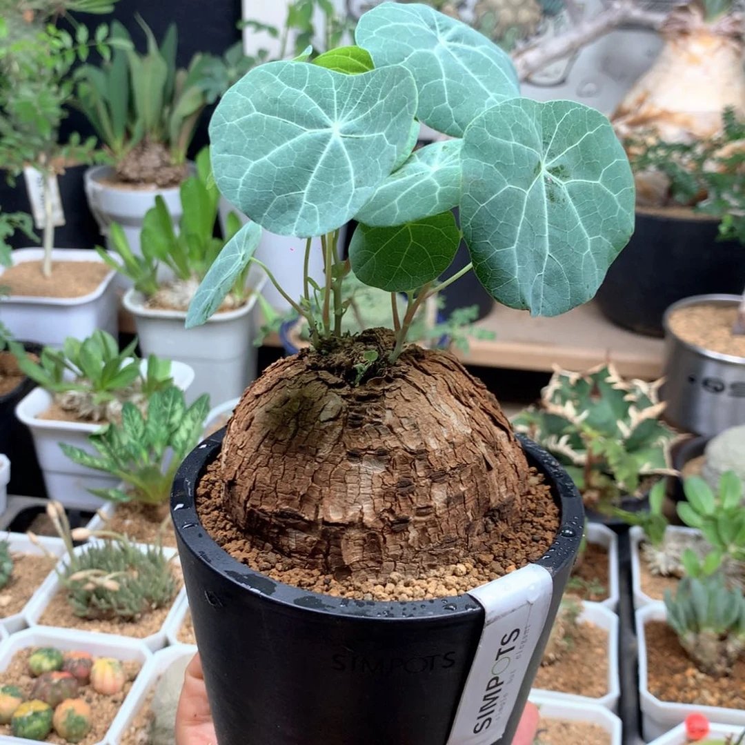 蓝叶山乌龟带盆多肉