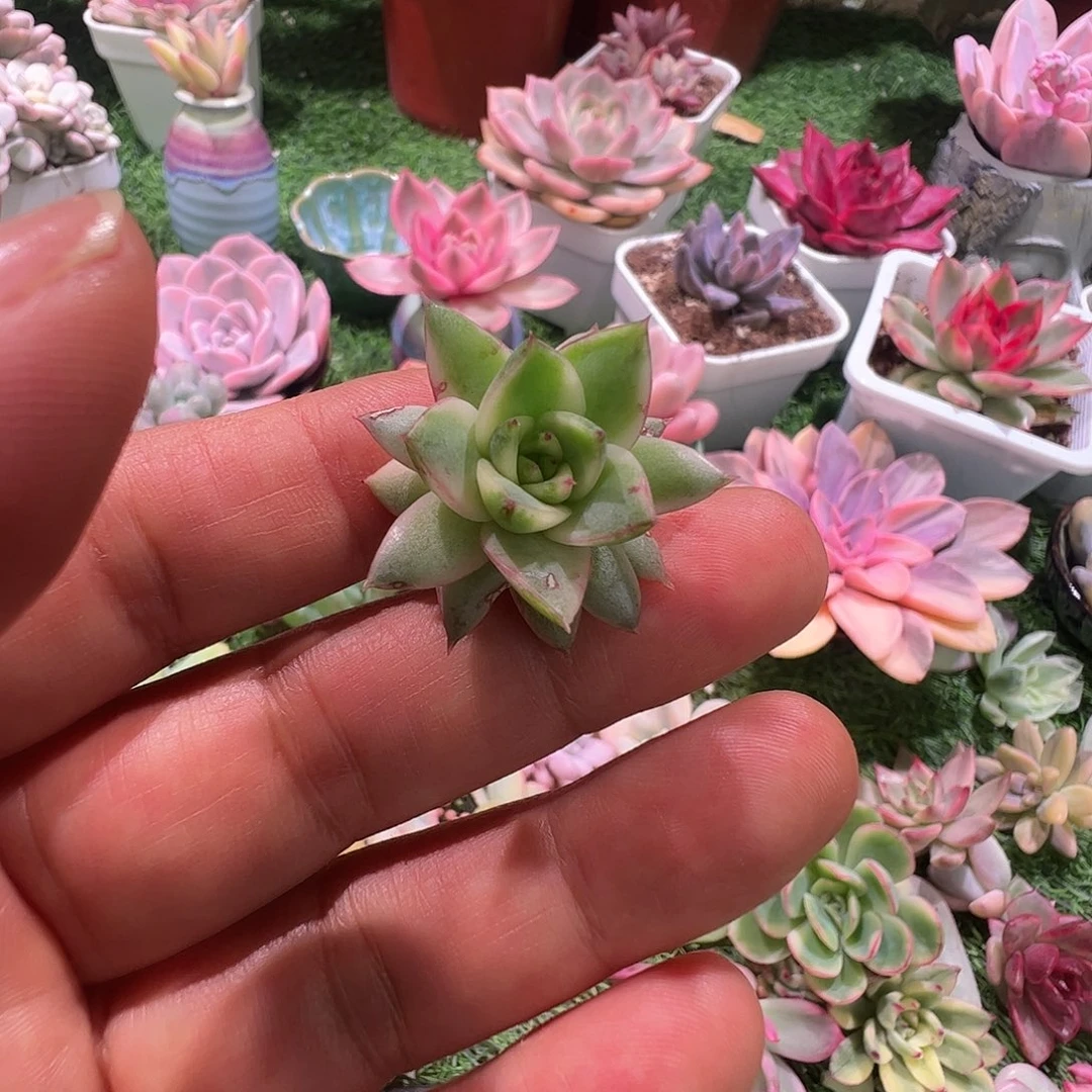 三***面多肉植物多肉植物