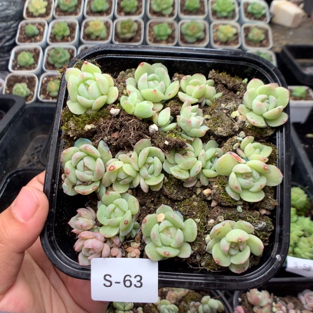 无花朵S63英语英语