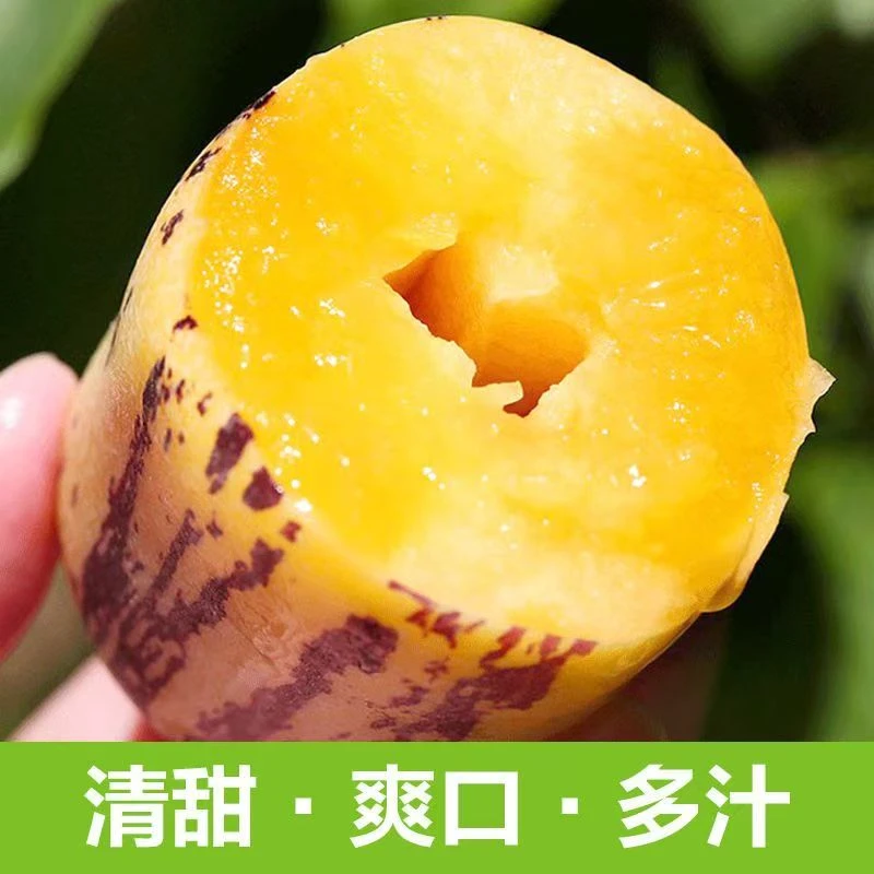 甘肃民勤沙漠人参果水果黄肉大果树上熟新鲜清甜当季大果人参果