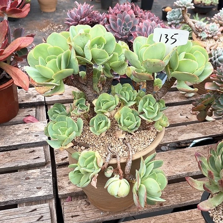 多肉植物，鸡蛋碧桃135号