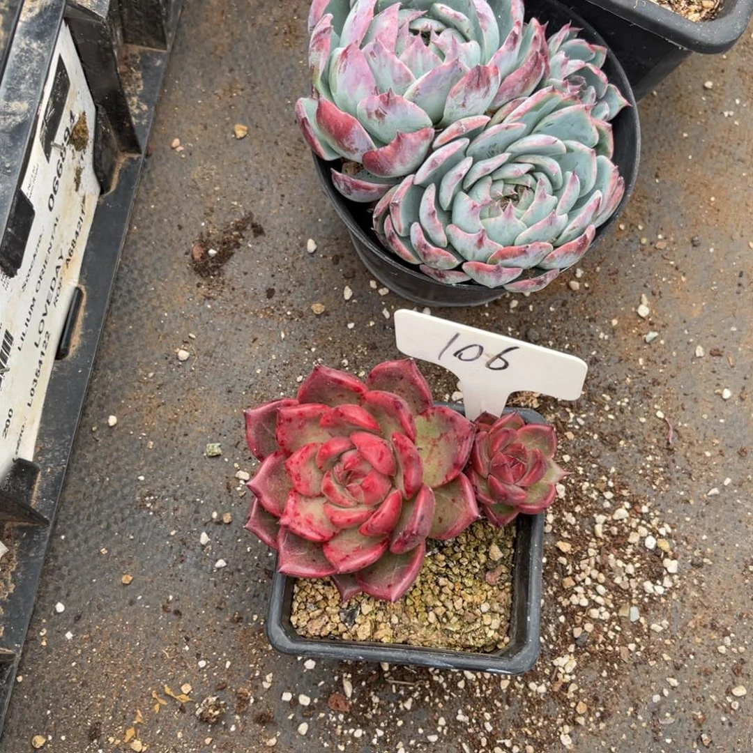 苏*S106东云多肉