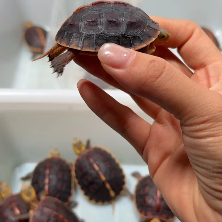 p***猫宠物龟公母搭配安缘