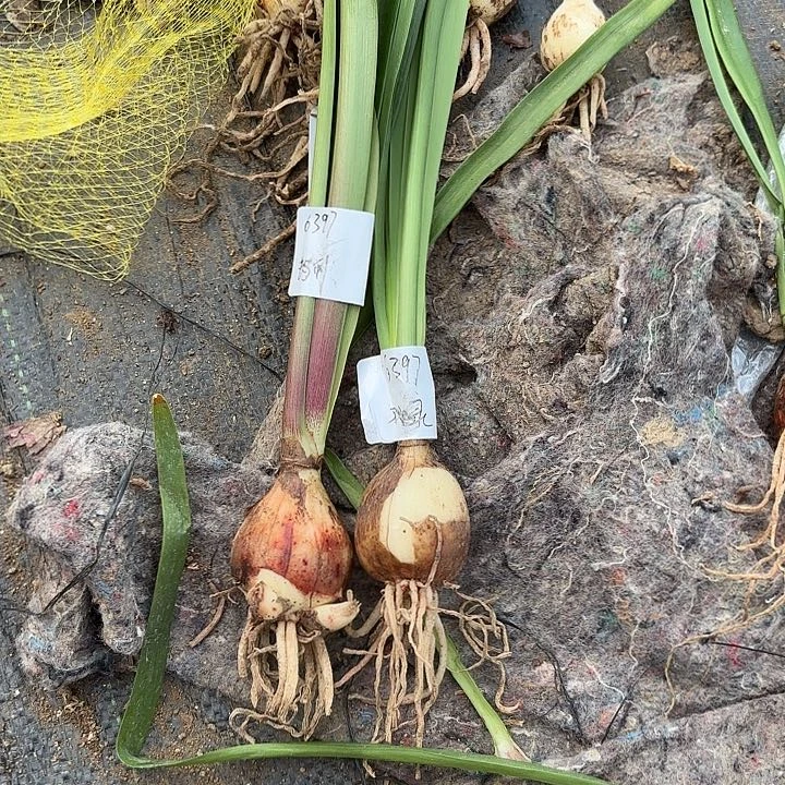 飞***山双绿快乐玛丽两棵6397