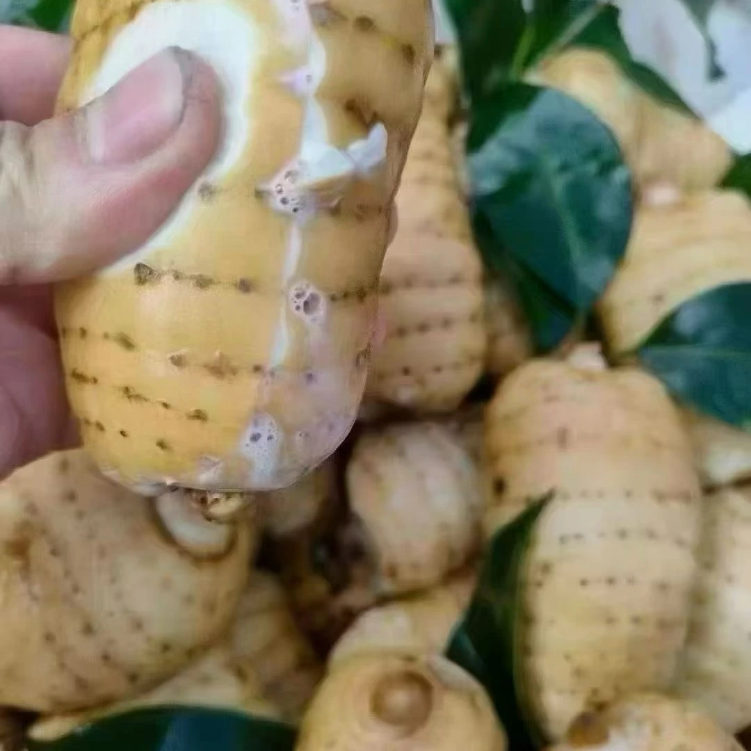 云南昭通小草坝新鲜高山天麻