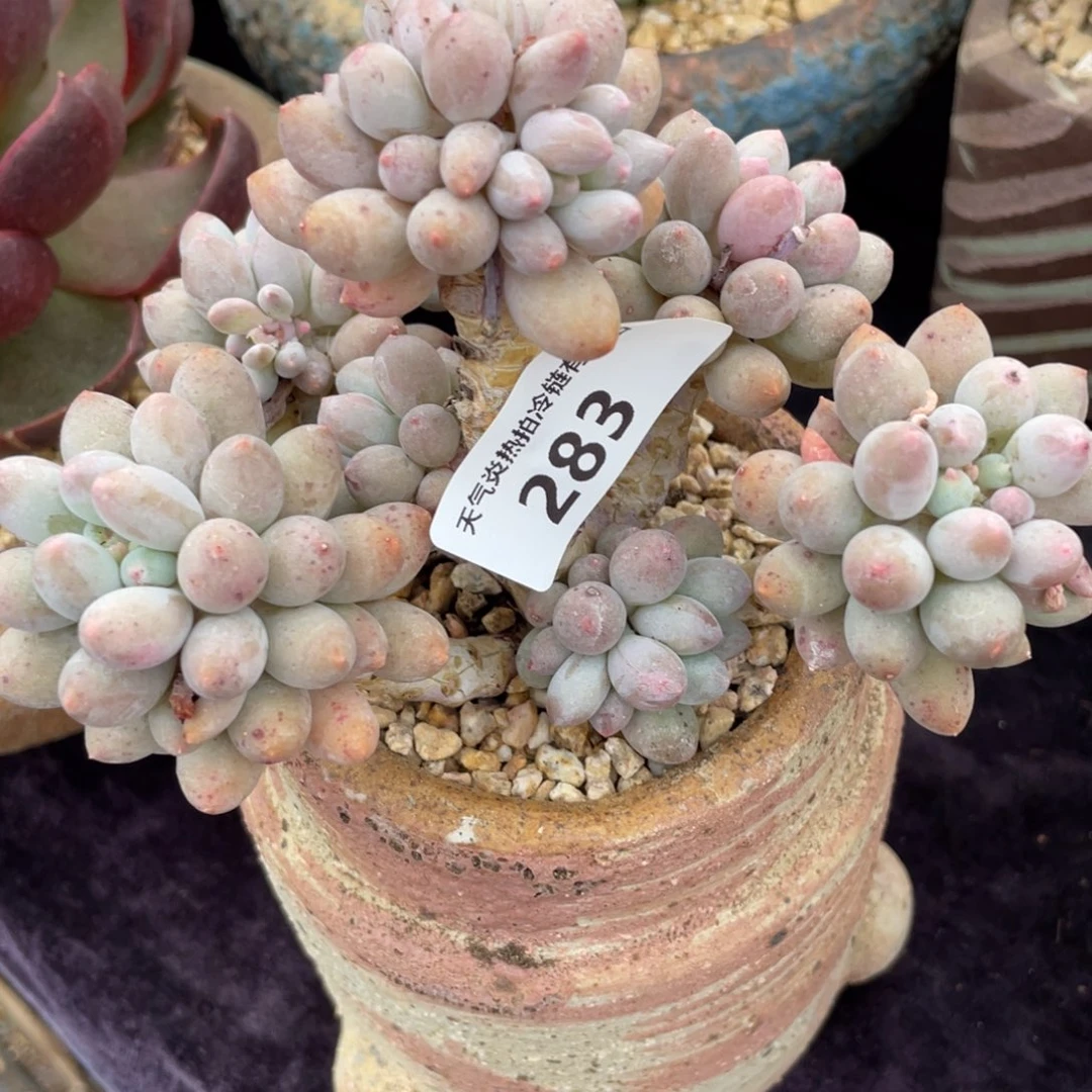 友***烧283婴儿手指群生多肉植物