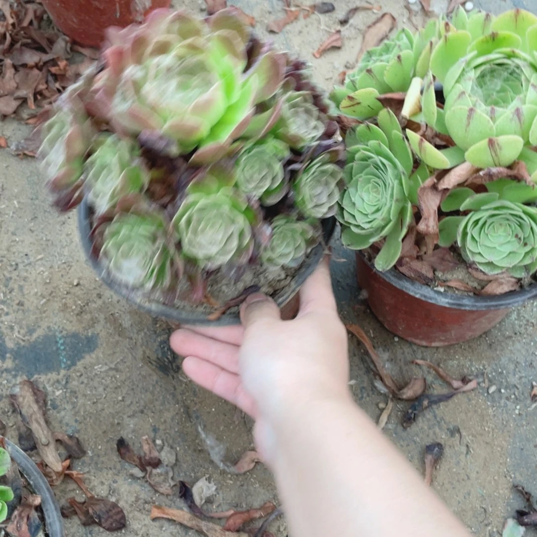 380，381 法师多肉断枝不售后