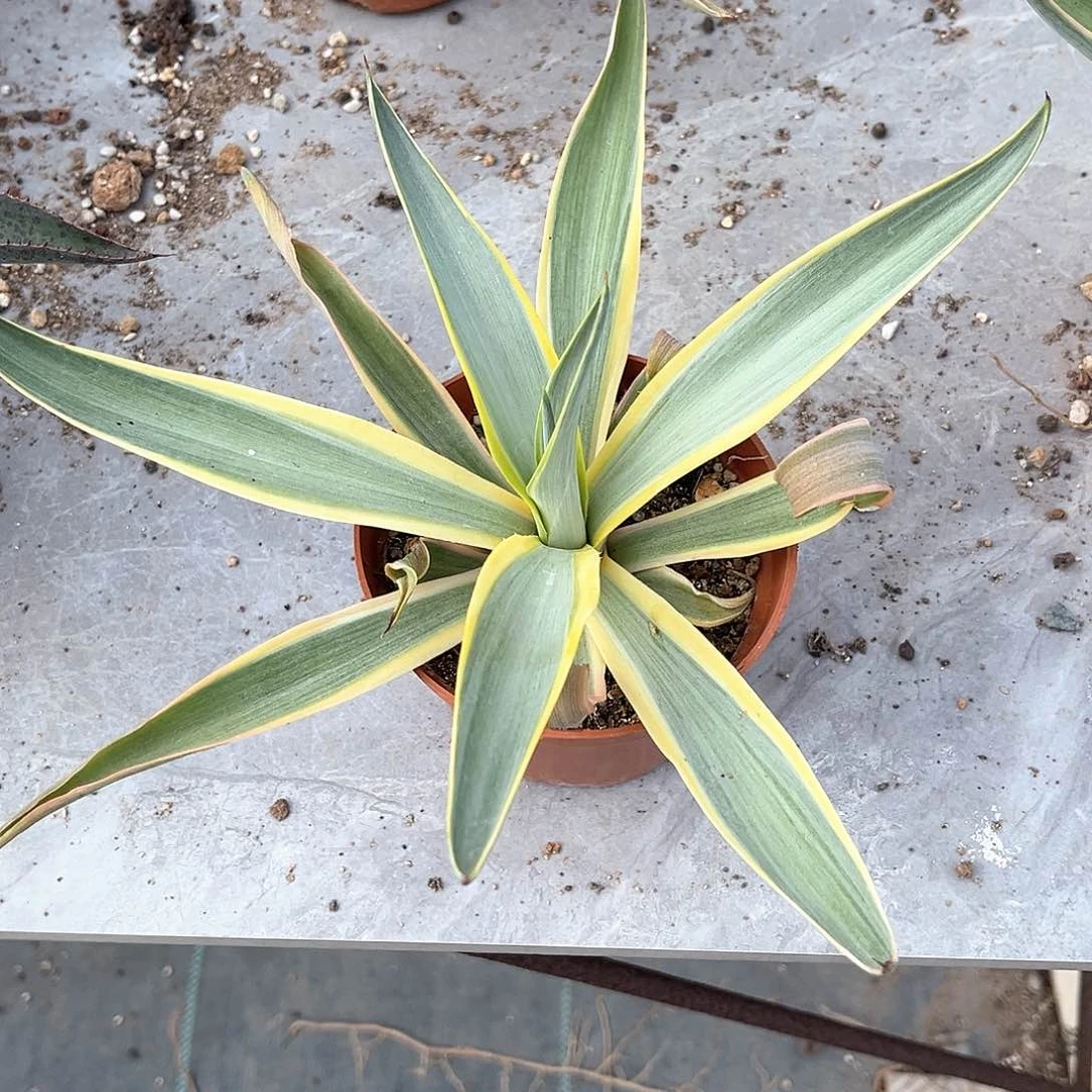 季*龙舌兰银河旅人25