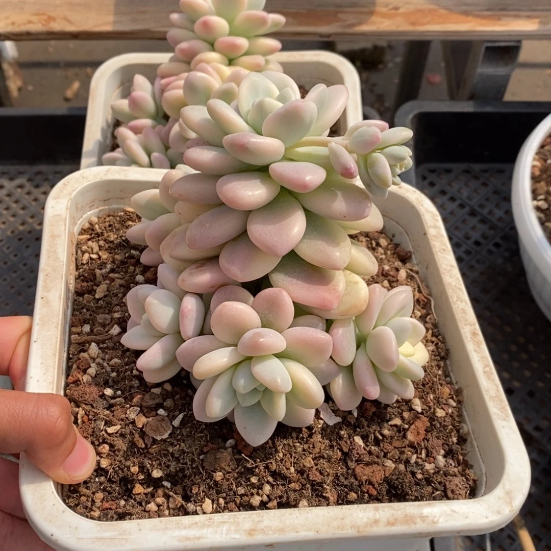 ?****洛神锦多肉植物