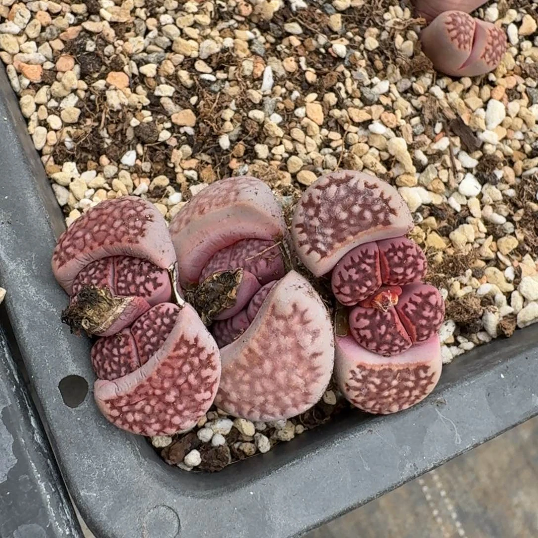 朱*G803紫寿丽新品混合四年母本