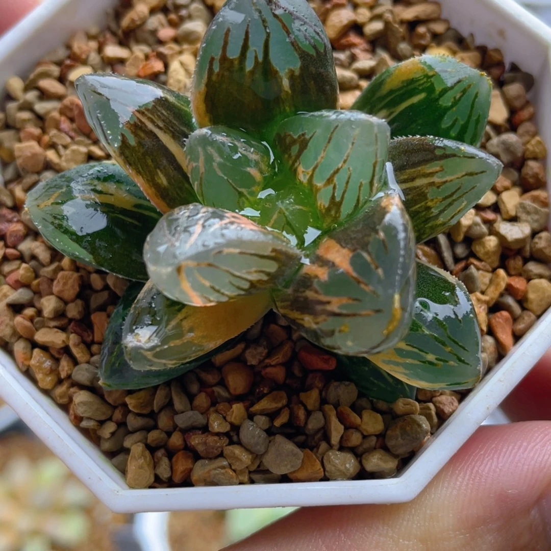 17.十二卷黑葡萄玉露锦