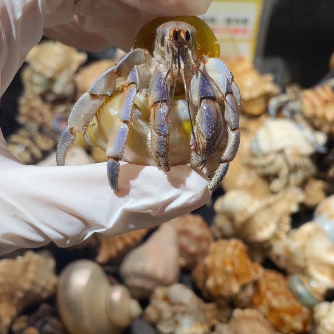 蜗居异宠寄居蟹0424紫陆