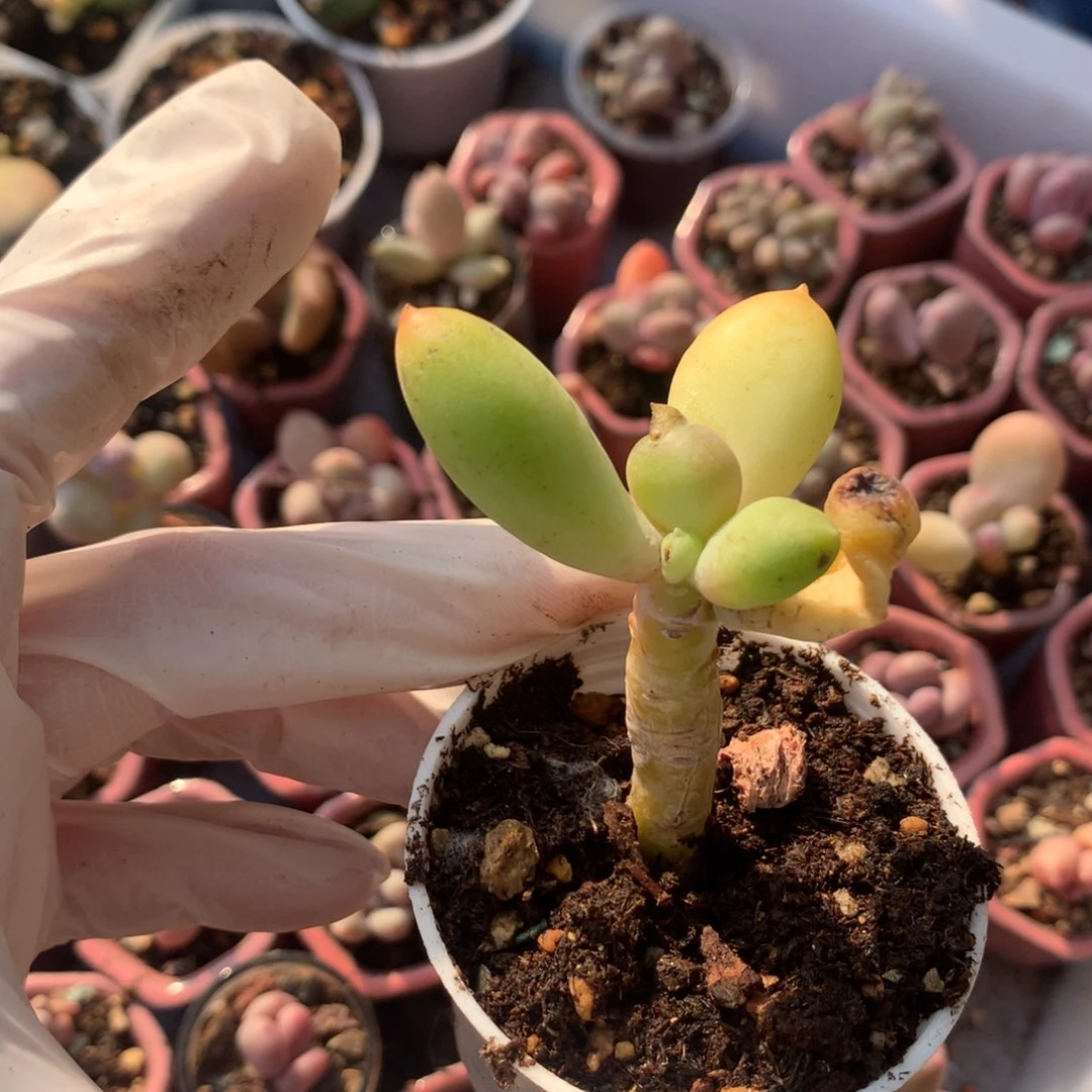 乌里维亚 乌里维亚