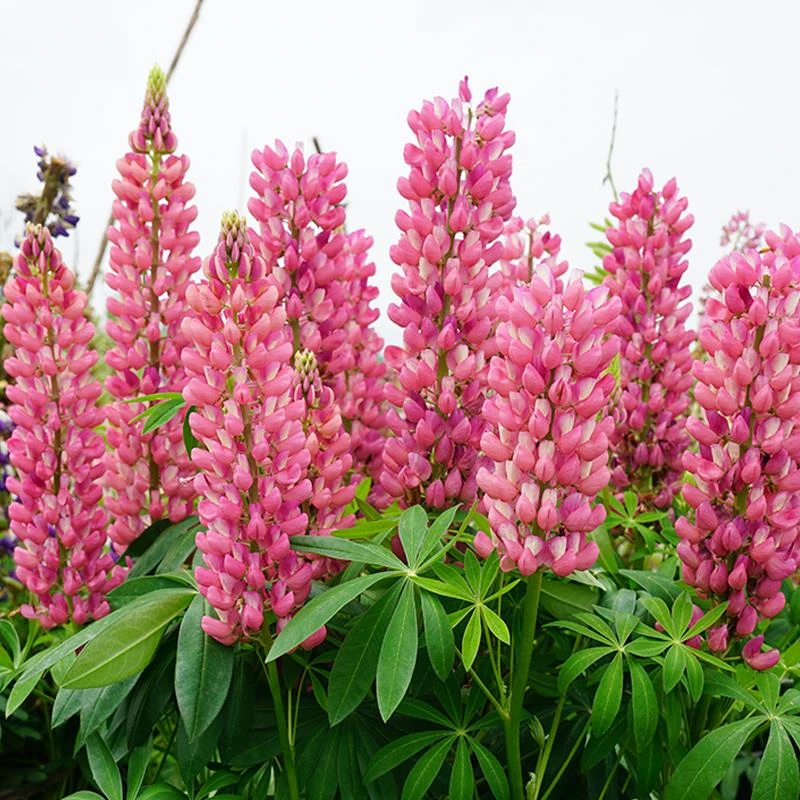 粉色羽扇豆种子鲁冰花花种籽子四季播种开花庭院易种盆栽阳台花籽