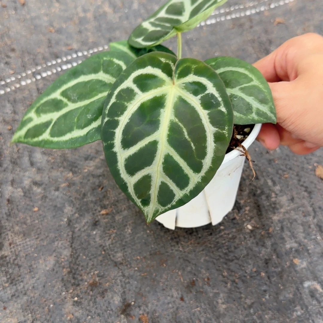 完全开放圆舞杂红