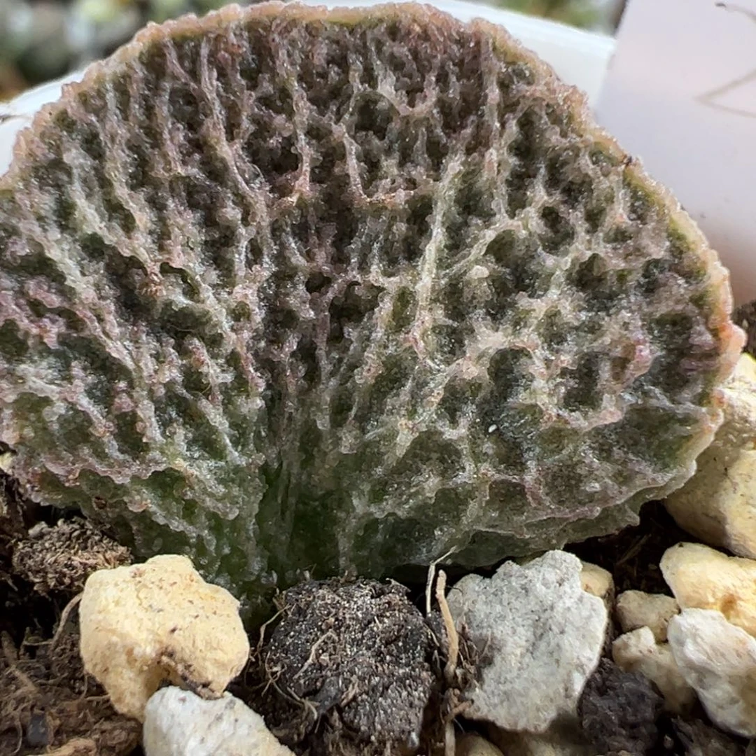 菲洛米娜大苗多肉植物
