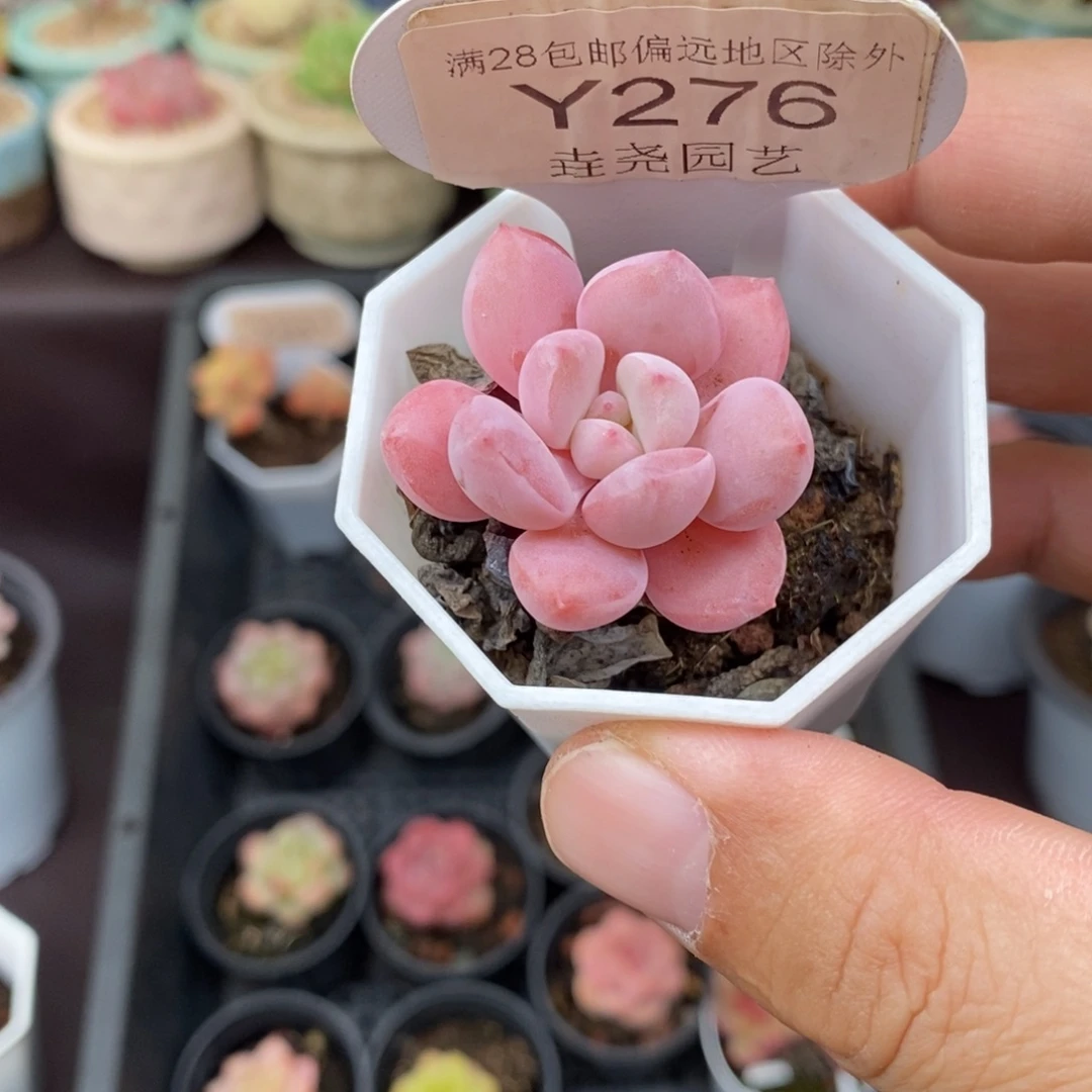 0276 花瓣鹿 3.5cm
