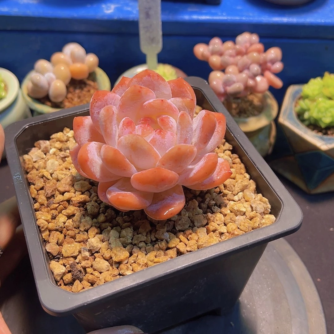 甜****?韩橙，多肉植物，