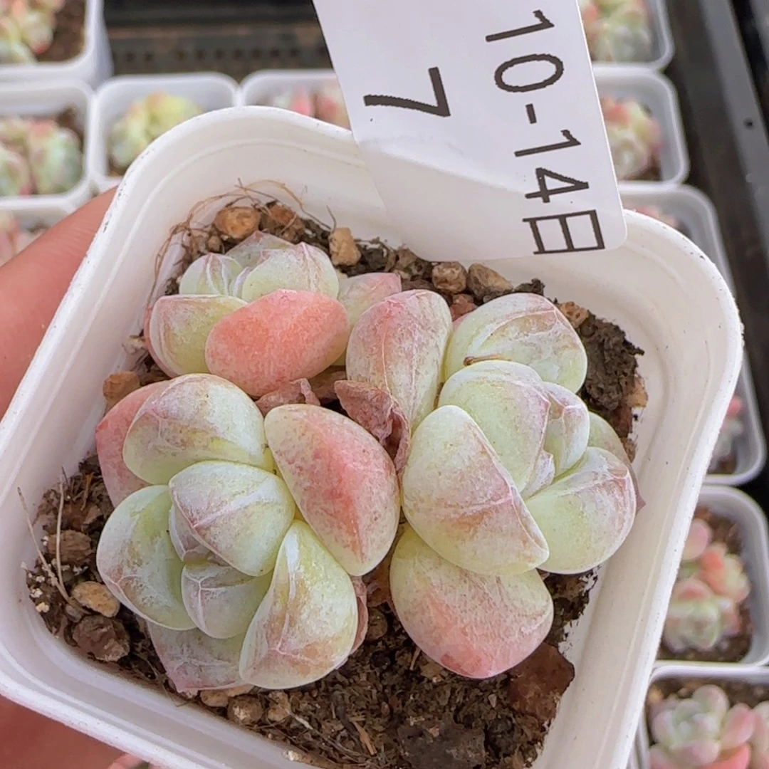 三头糖心白体冰玉一颗