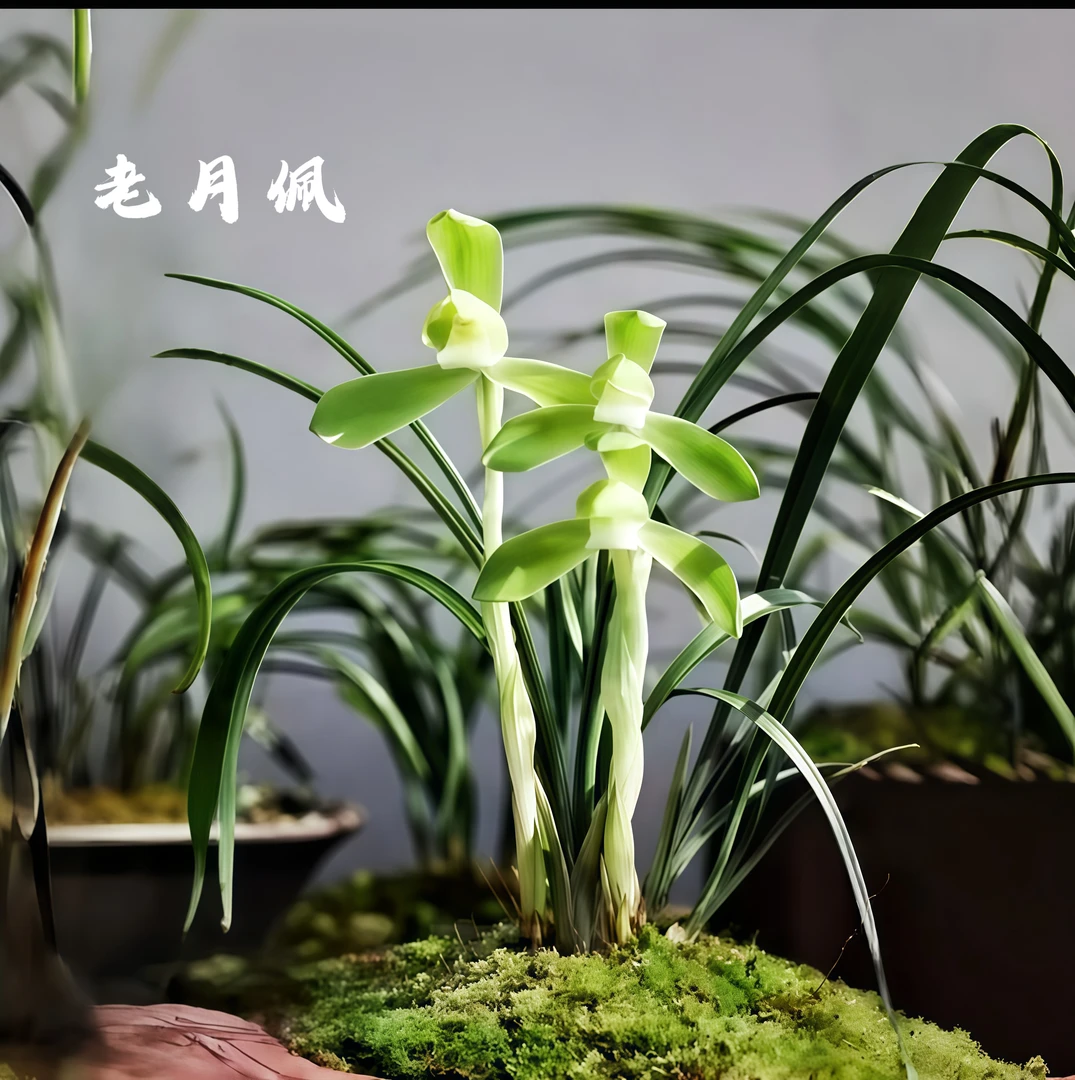 兰花 春兰名品 【老月佩】 浓香花室内盆栽植物阳台花卉绿植
