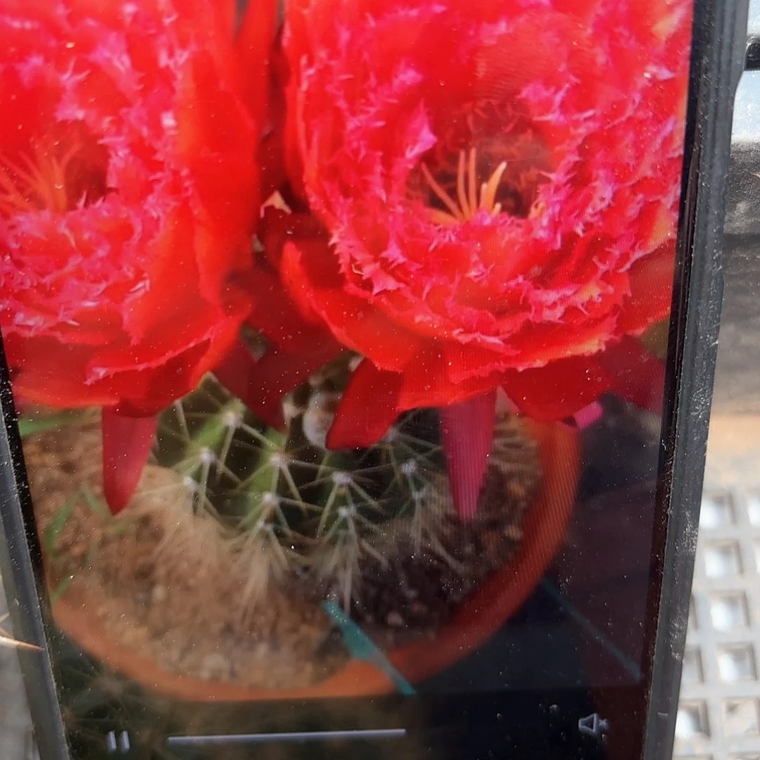 荣耀加强毛稳定侧牙20包邮仙人球25