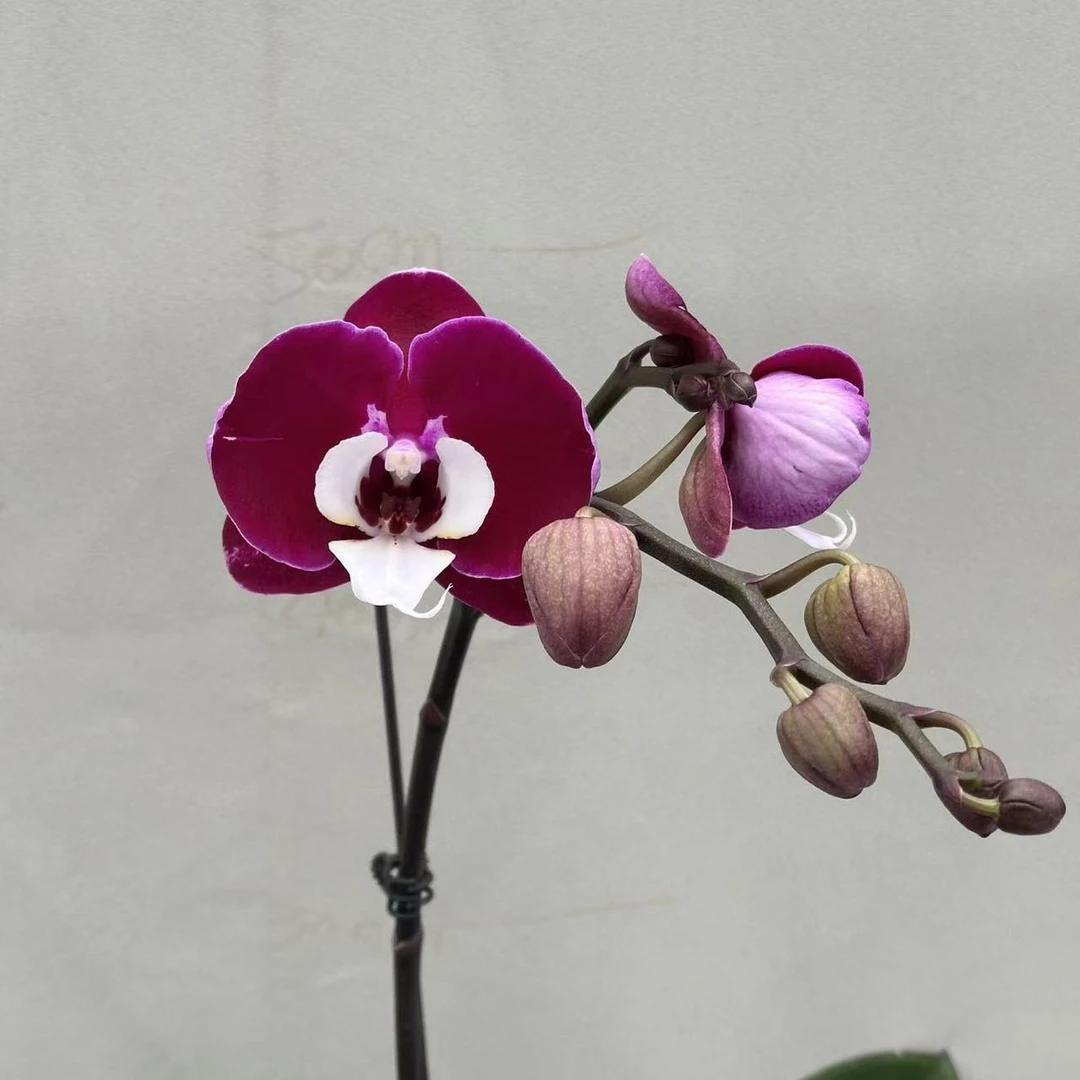 （米歇尔）蝴蝶兰 花期长 拍3颗以上配盆