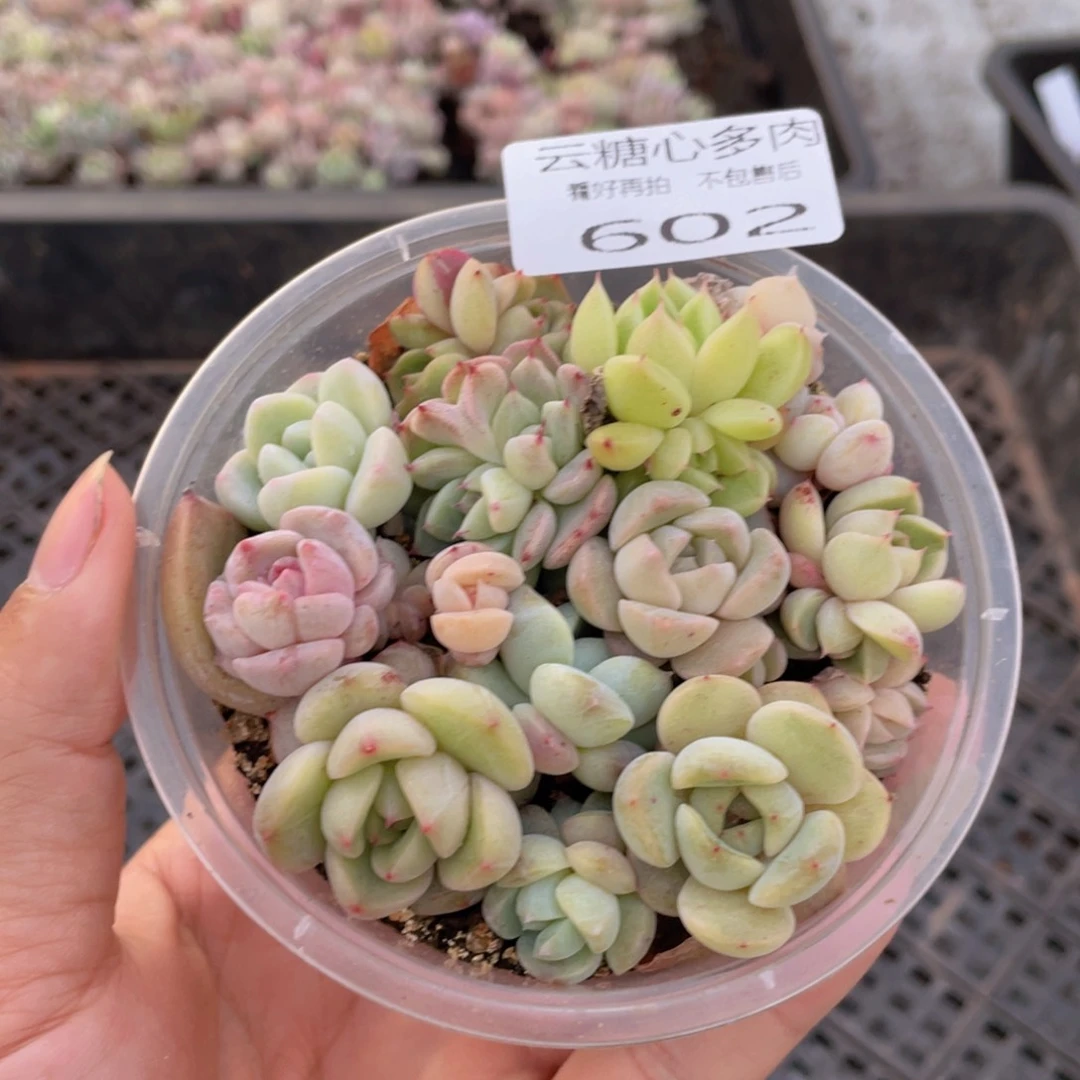 云糖心多肉植物602