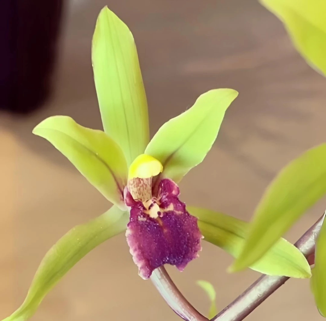 蕙兰，又名九华兰、九节兰，花期3－5月份，一杆多花浓香，花葶高易出架