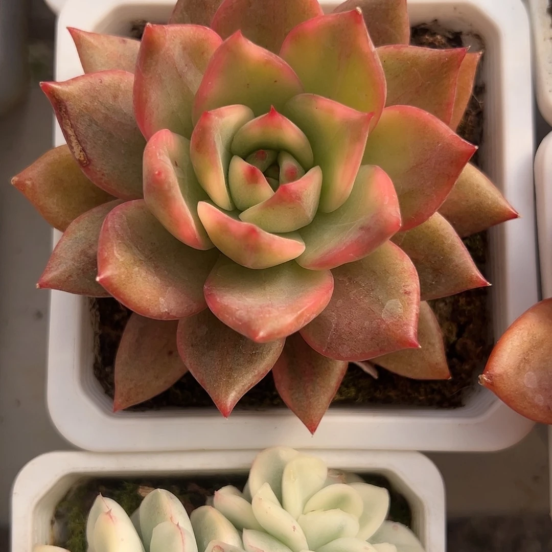 卡梅拉锦多肉植物