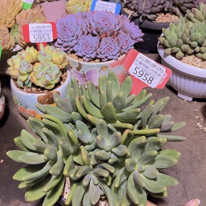5958糖果美人。