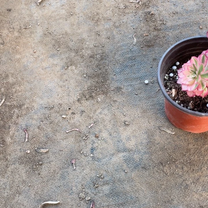 红***a亚多肉，12345678