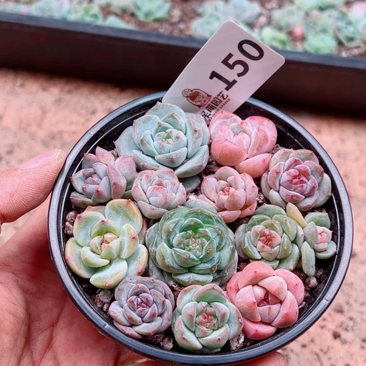 多肉植物多肉植物