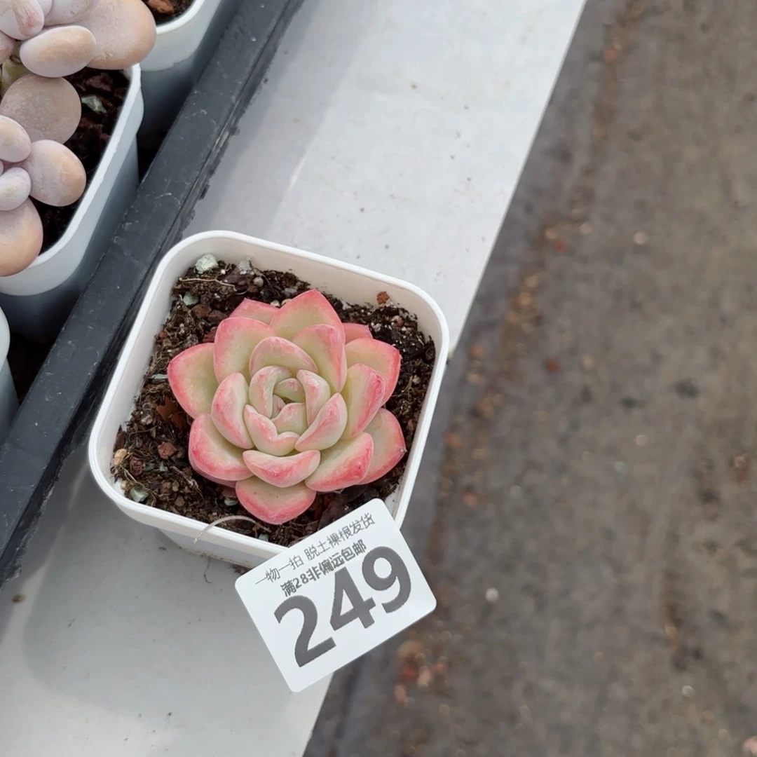 泡芙单头无盆土发货