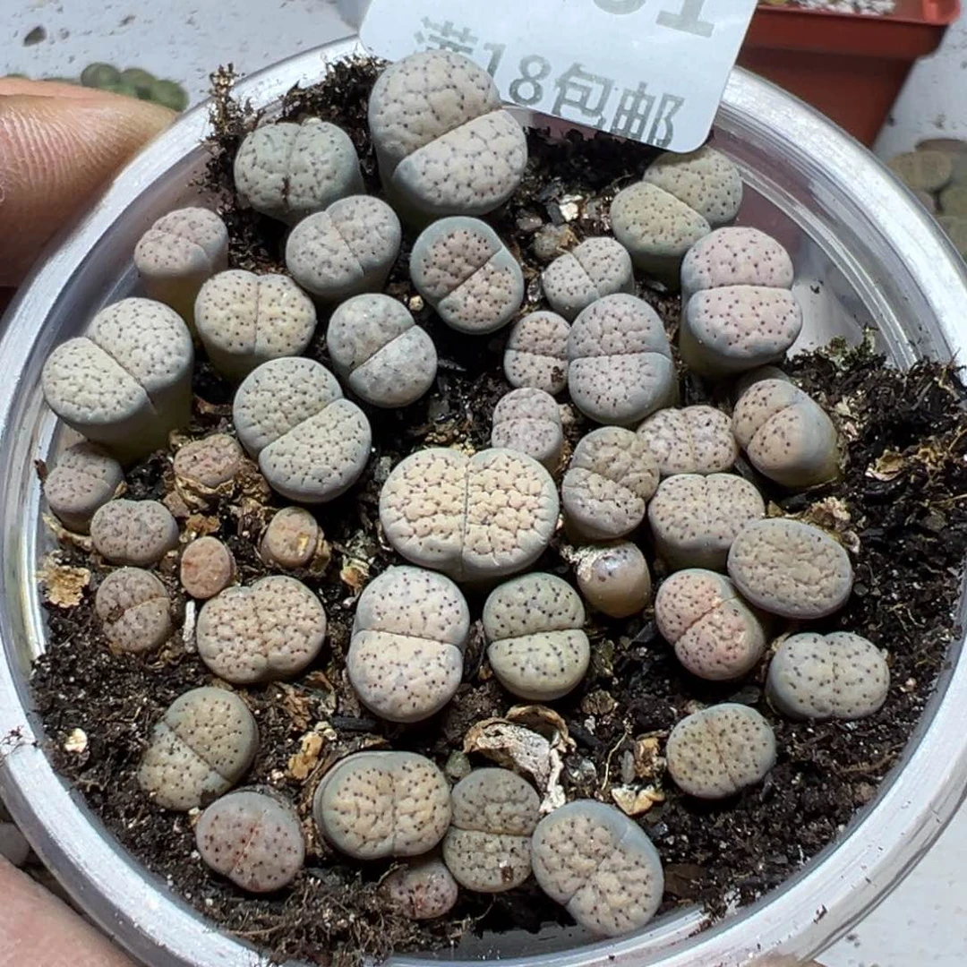 【闪购商品】 1161。