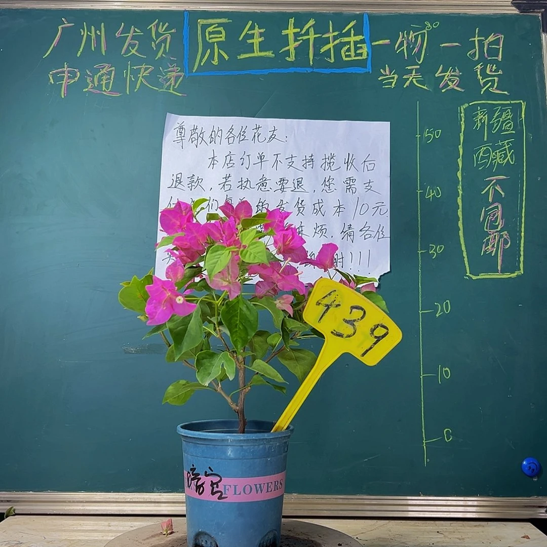 当前无花栽培后可以开花  暗斑宫粉 439