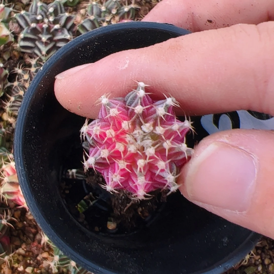 指***离当前无花栽培后可以开花267