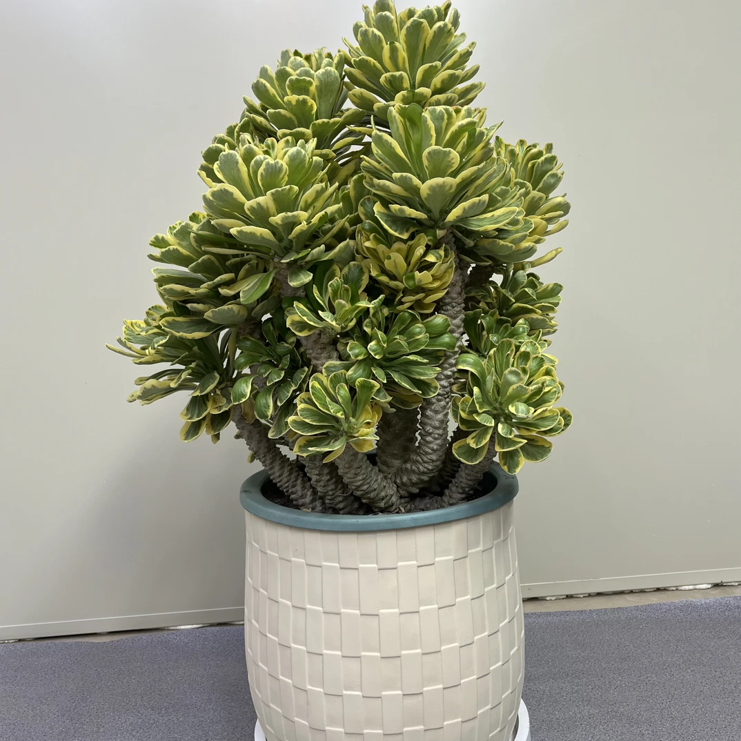 大型扇贝麒麟锦多肉植物耐旱耐高温适合阳台庭院盆栽一物一 拍