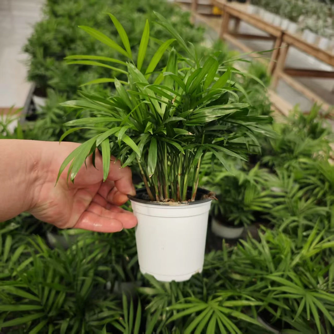 【买一送一】袖珍椰子绿植好养办公室盆栽水培土培四季常青吸甲醛