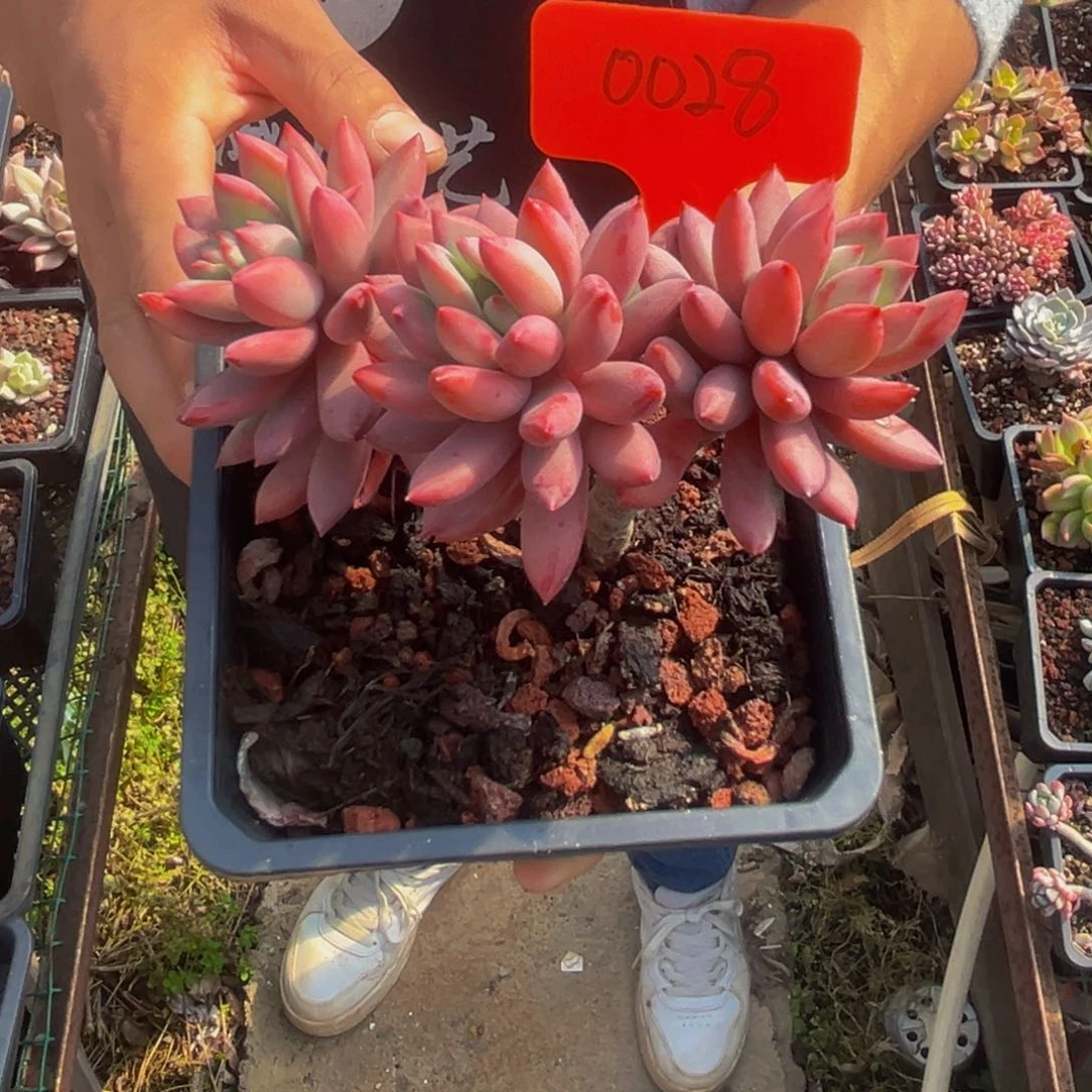 0028号上午多肉植物群生多肉植物