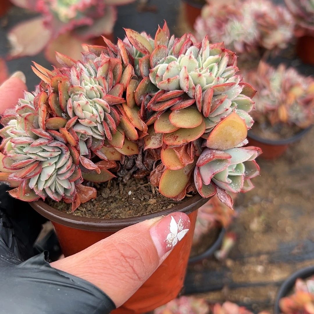 多肉植物多肉植物