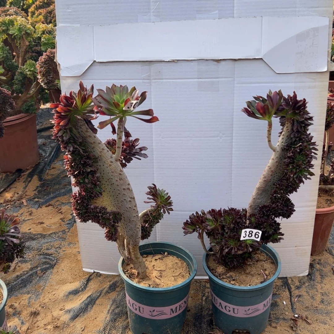 有伤两颗黑缀309.386