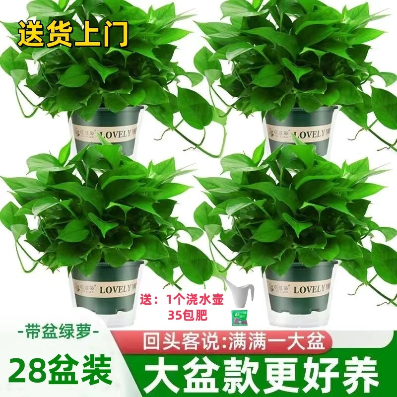 绿姬【28盆装，送货上门】大户型超值套餐大盆绿萝盆栽植物新房家用