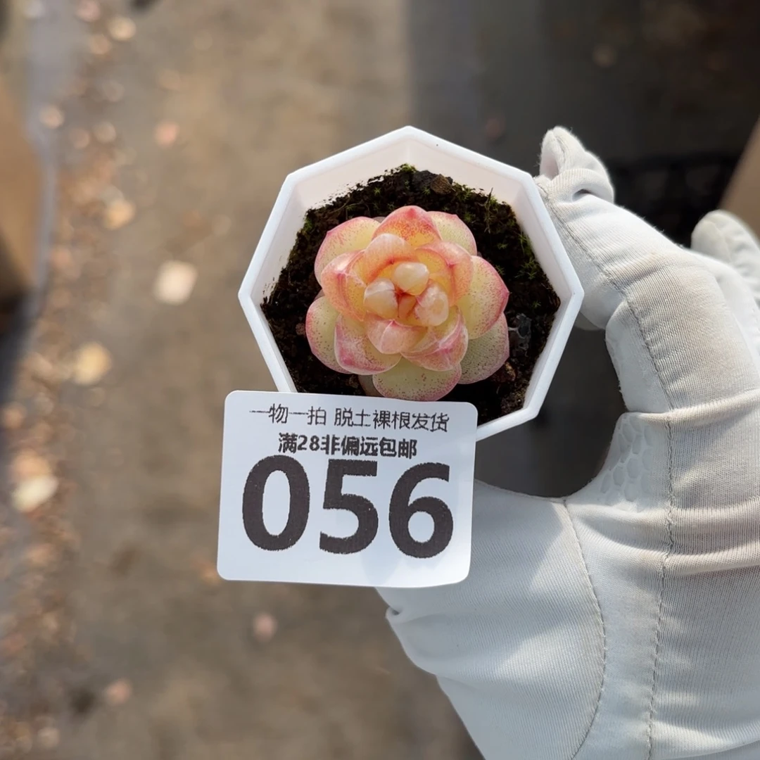 恶魔之泪单头无盆土发货