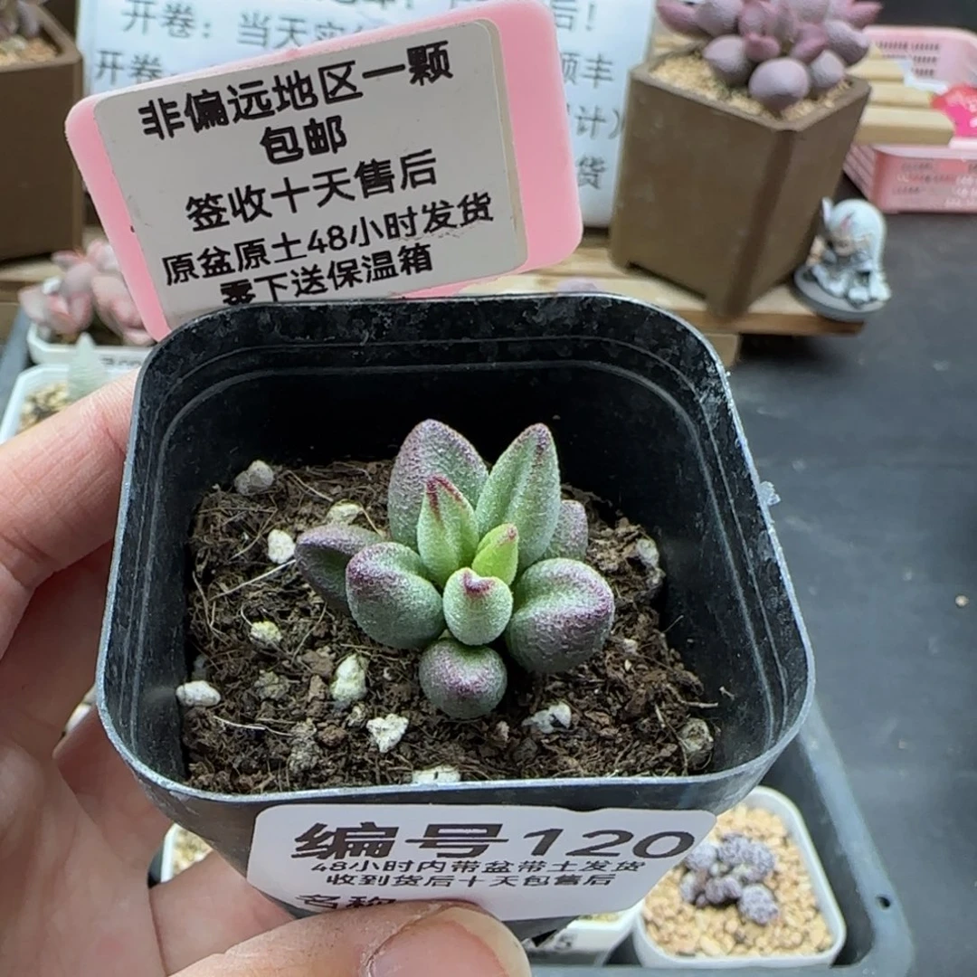 120小红嘴多肉植物