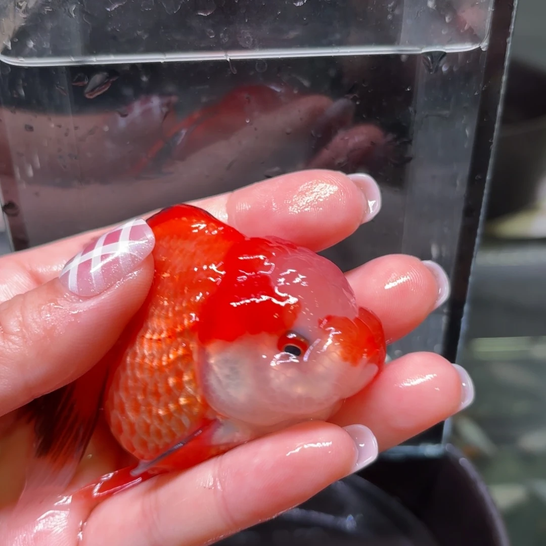 孔雀鱼泰式玛丽 1条