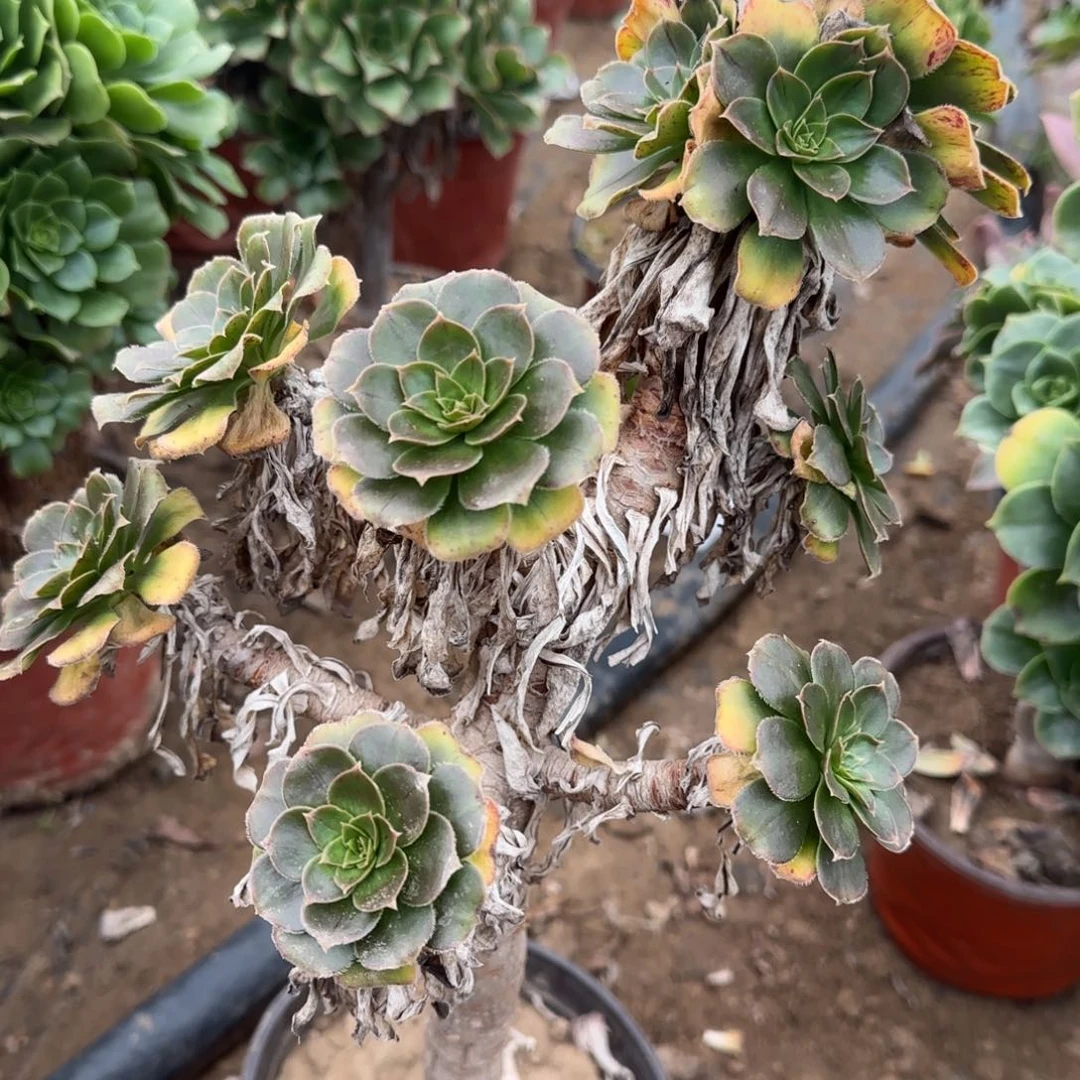 金缕多肉563满28包邮断枝不包