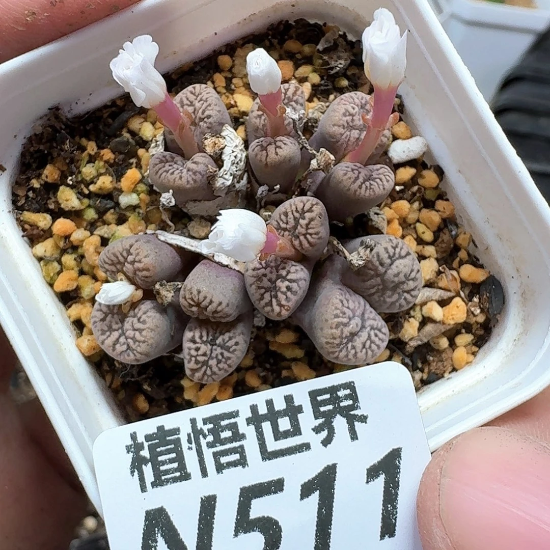 多肉我的润泽发发改变